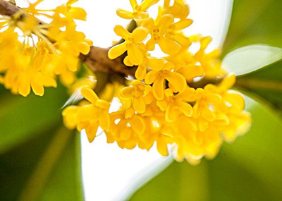 金秋时节桂花香