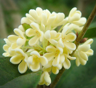 金秋时节桂花香