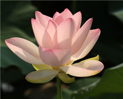 临时抱佛脚之际,该如何真心发愿求佛加持?