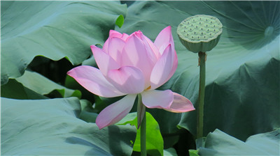 当做谈资笑料的“杭州女子失踪案”