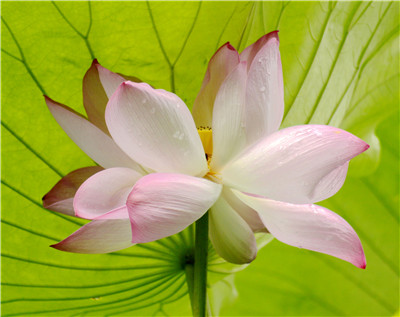 工作中毛焦火辣的事考验我,自己真的在修行吗?