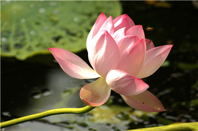 说说神通(三):什么是佛法的神通?