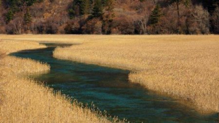 要想放生增福报,四个环节需明了