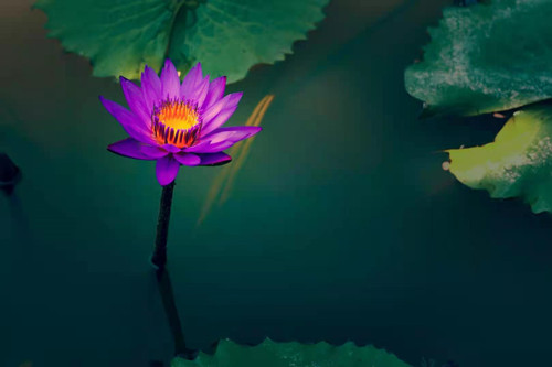 向垂钓者要鱼是丢了面子还是护了生?