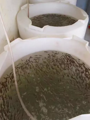 观世音菩萨圣诞日放生感悟:放生与慈悲并存