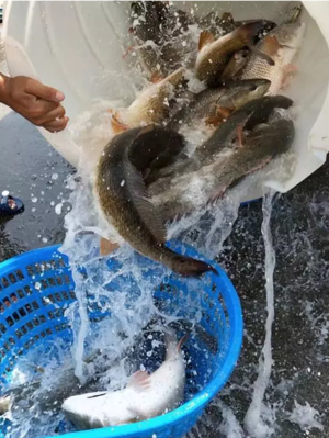 观世音菩萨圣诞日放生感悟:放生与慈悲并存