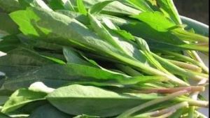 春季的野菜——马兰头