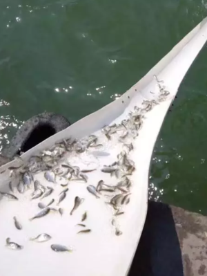 观世音菩萨圣诞日放生感悟:放生与慈悲并存