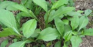 春季的野菜——马兰头