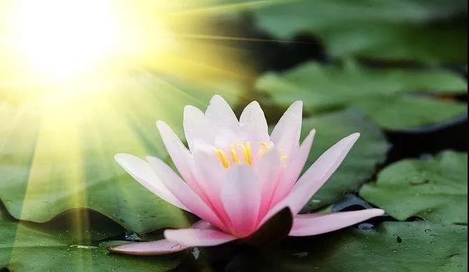 七十多岁的老太太,承受了生命之重,却心似莲花