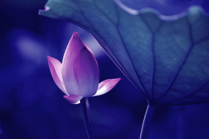 觉海文集 平凡平实