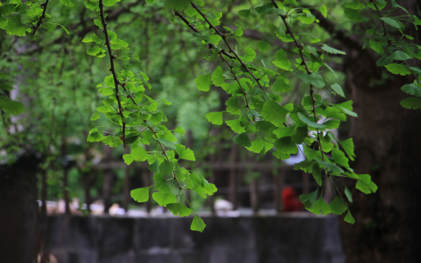 师父与弟子的对话