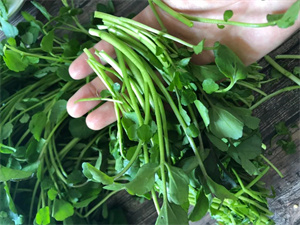 自古流传下来的“长寿菜”!春天不要错过