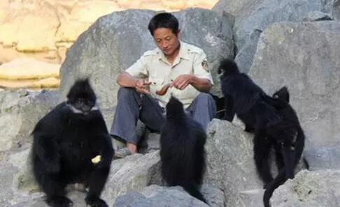 被救黑叶猴,五年后拥全家看恩人