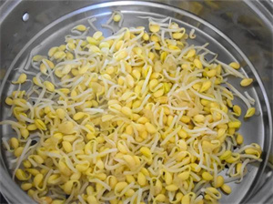 豆芽被称为“春季宝”,春天食用健脾又养肝,附食谱