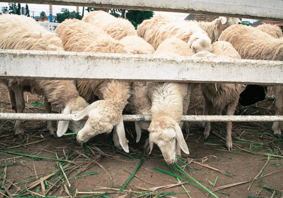 六道众生(二):畜生道众生是怎么一回事儿?