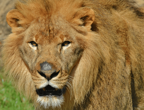 六道众生(二):畜生道众生是怎么一回事儿?