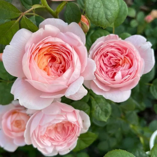 吃饭也可以增长“福报”做到这一点就可