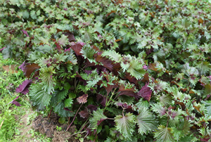 这种叶子夏天到处是,泡茶喝散寒解毒、降压降脂!制成酱开胃又下饭