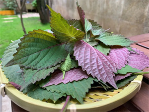 这种叶子夏天到处是,泡茶喝散寒解毒、降压降脂!制成酱开胃又下饭