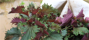 这种叶子夏天到处是,泡茶喝散寒解毒、降压降脂!制成酱开胃又下饭