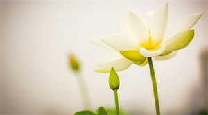 这些菜,“只用清水煮”就好吃!