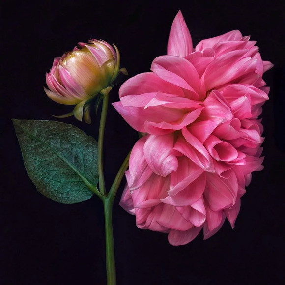 四十多年“断交”的亲情被一颗宝丸唤醒了