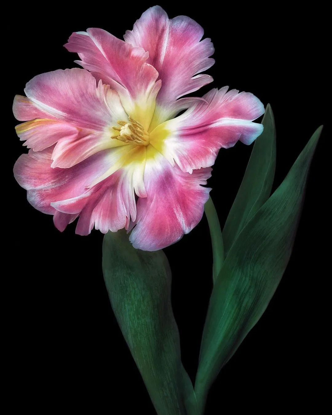 四十多年“断交”的亲情被一颗宝丸唤醒了