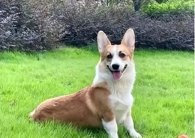 丈夫“杀狗儆妻”,妻子提出离婚是小题大做吗?