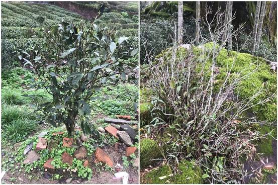 “世外桃源”寻茶记:深山有高人,3杯茶回甘至今