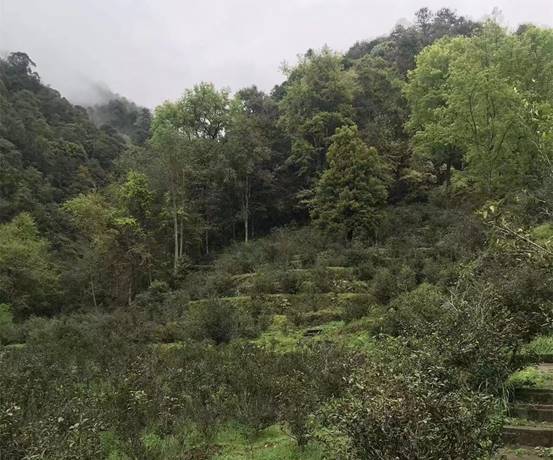 “世外桃源”寻茶记:深山有高人,3杯茶回甘至今