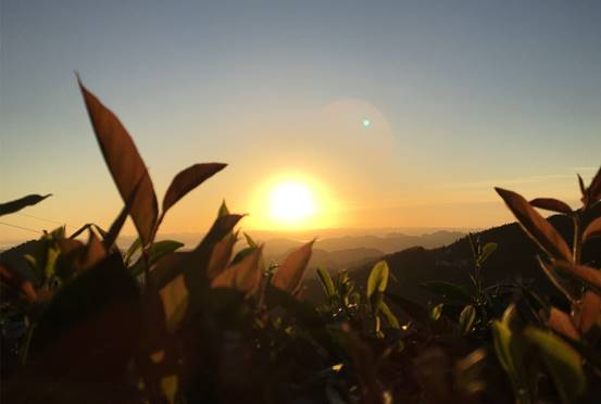 “世外桃源”寻茶记:深山有高人,3杯茶回甘至今