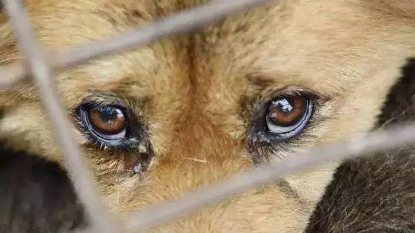 丈夫“杀狗儆妻”,妻子提出离婚是小题大做吗?