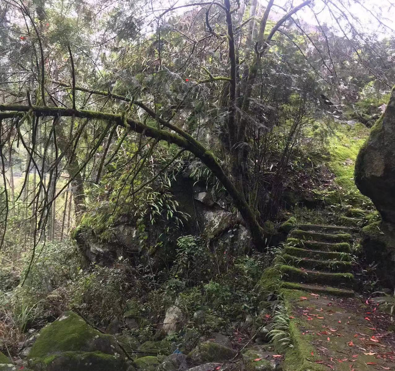 “世外桃源”寻茶记:深山有高人,3杯茶回甘至今