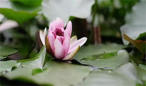 素食菜谱家常做法