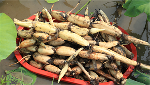 莲藕,生吃清热,熟吃健脾~