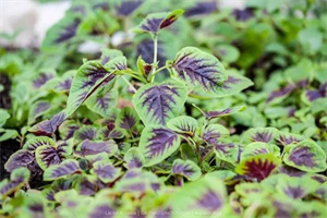 20种补血的素食小能手。