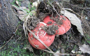 20种补血的素食小能手。