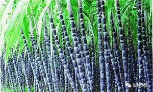 20种补血的素食小能手。