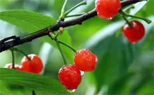 20种补血的素食小能手。