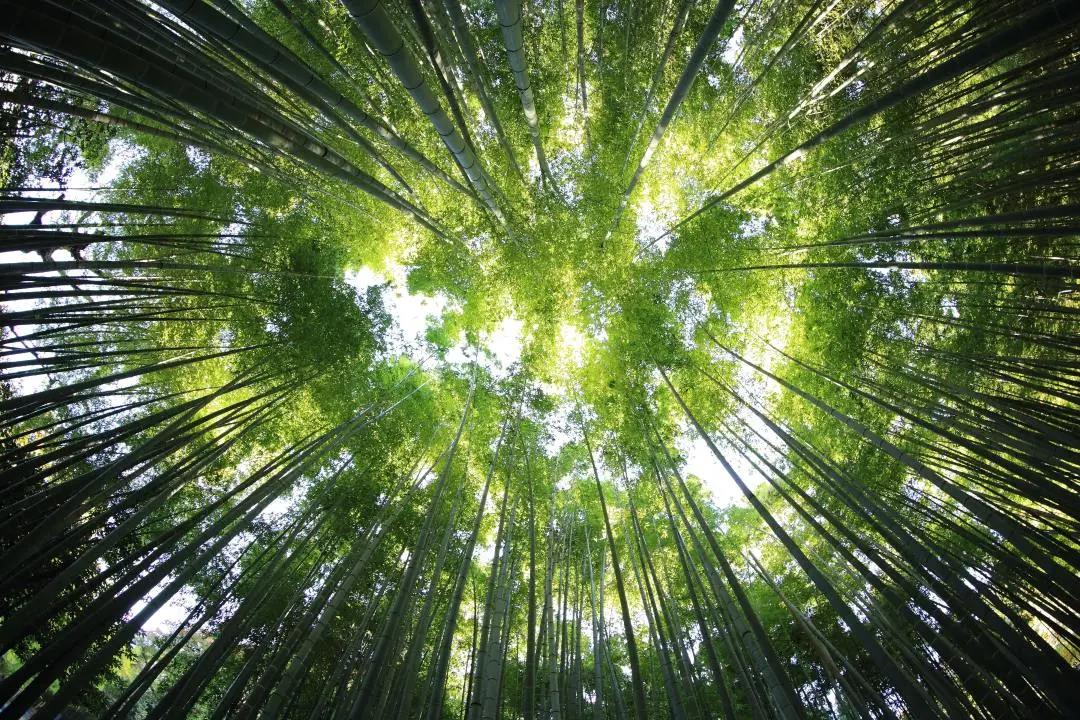 佛教典故 | 无畏与鼓声
