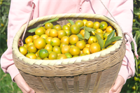 金桔这样做,润肺止咳